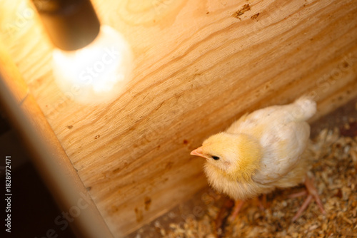 Small, yellow, fluffy chick standing in a wooden brooder under a warm, glowing heat lamp used for poultry farming and care.