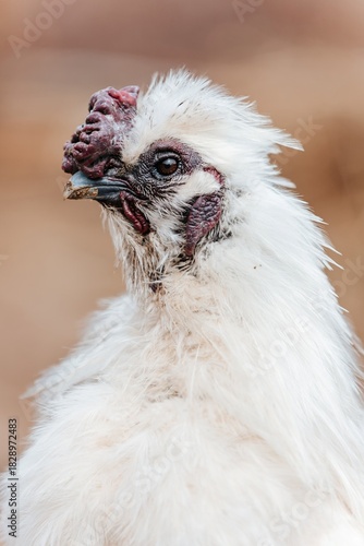 Close-up portrait of a white Silkie chicken, showcasing its unique fluffy plumage and distinctive mulberry comb, highlighting its unusual texture and breed.