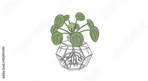 Line art illustration of a Pilea peperomioides or Chinese money plant with its roots visible inside a geometric glass terrarium.