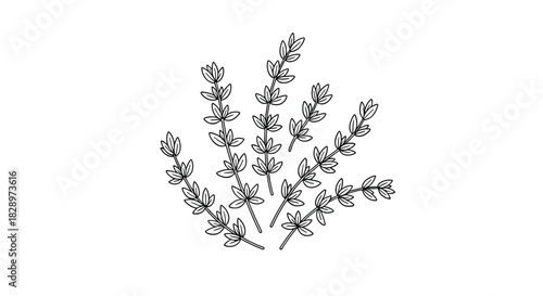 Minimalist black and white line art illustration of a bunch of fresh thyme sprigs a fragrant herb used in cooking.