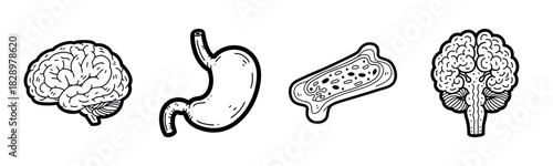 Hand-drawn organs: brain, stomach, bone, and brain stem illustration
