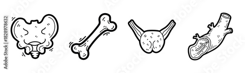 Hand-drawn human anatomy: pelvis, femur, vertebra, artery illustrations in black and white