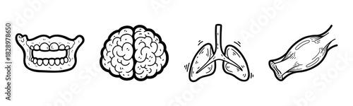 Hand-drawn illustrations of human teeth, brain, lungs, and artery