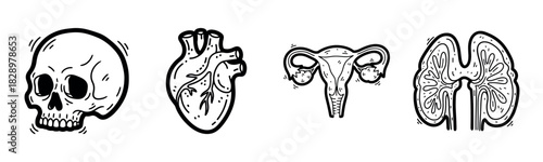 Illustrated human anatomy: skull, heart, uterus, kidneys in black and white
