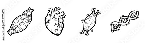 Hand-drawn anatomical illustrations of muscle, heart, artery, and dna helix
