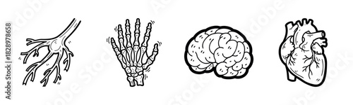 Anatomical illustrations: nerve, hand bones, brain, heart drawings