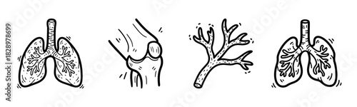 Hand-drawn illustrations of human lungs, knee joint, and bronchial tree