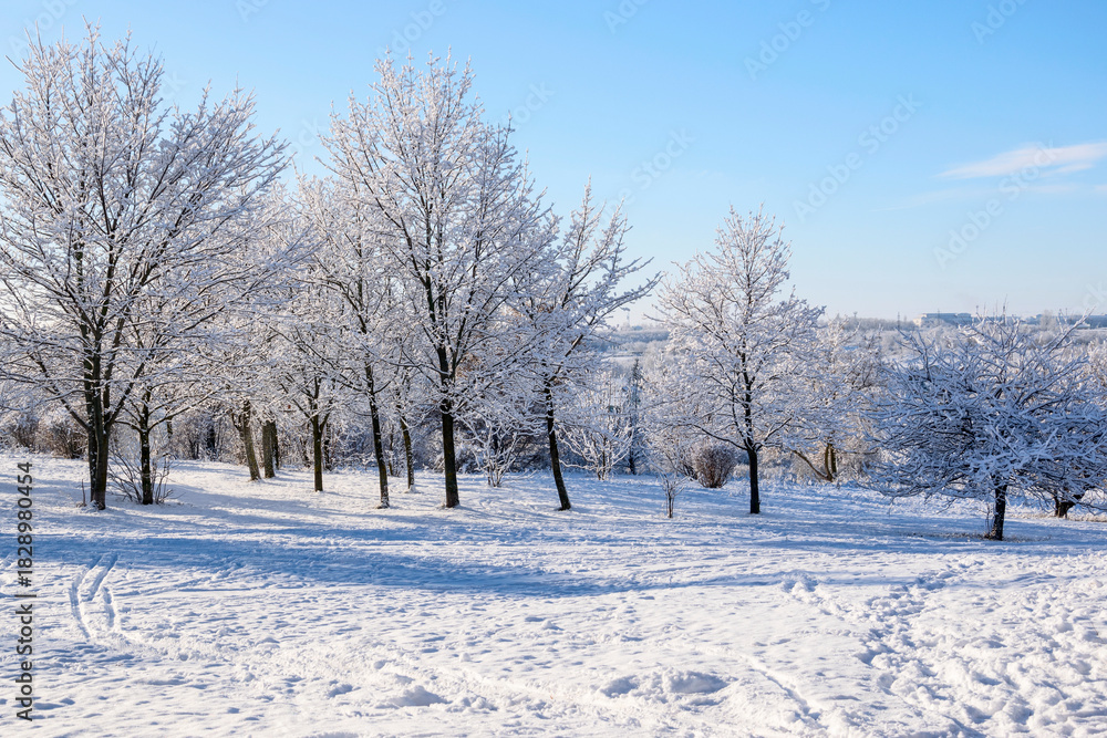 Fototapeta premium Winter landscape - trees covered with snow under a blue sky