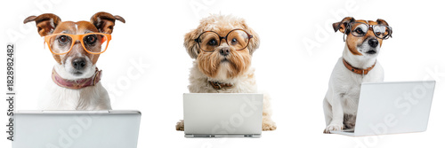Set of Cute dog with oversized nerd glasses looking at a monitor on transparent png background. Ai generated