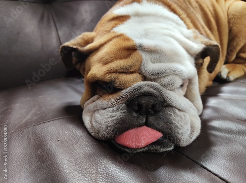 english bulldog puppy sleeping