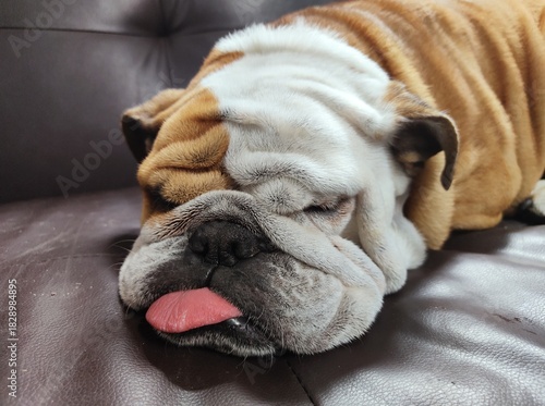 cute bulldog sleeping on the sofa