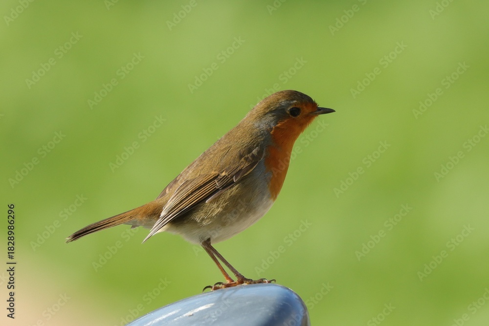 Fototapeta premium rouge gorge