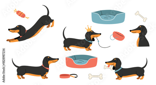 Cute collection of cartoon dachshund dogs in various poses with accessories like a bed bone leash and a crown on a white background.