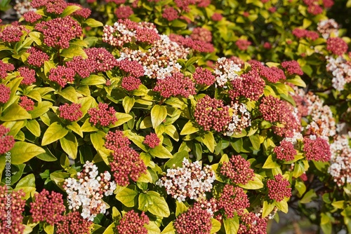 Tableau sur toile Laurestine, or Viburnum tinus, blossoming with pink buds and white flowers