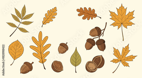 A collection of hand-drawn autumn elements including colorful oak and maple leaves acorns and walnuts on a light background.