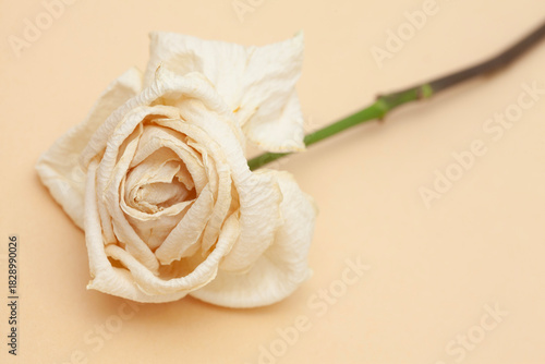 dry rose on beige background - design template