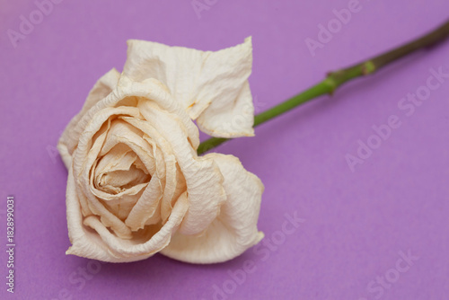 dry rose on light purple  background - symbol of fading beauty and  passage of time