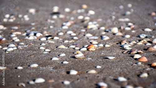 Wallpaper Mural caracola, conchas y almejas de mar en la playa Torontodigital.ca