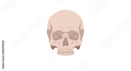 Anatomical Skull Illustration on White Background.