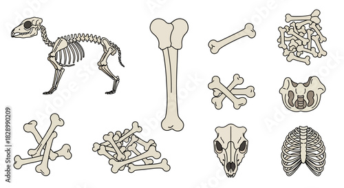 Animal Skeleton Anatomy - A Detailed Study of Bone Structures.