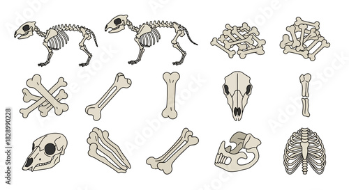 Animal Skeleton Anatomy - Bone Structure and Skull Illustrations.