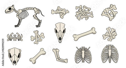 Animal Skeleton Anatomy - Detailed Bone Structure Illustration.