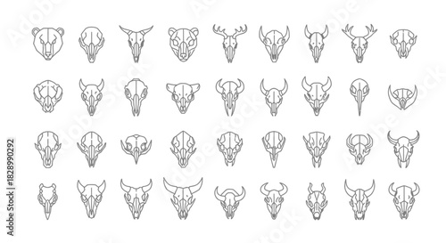 Collection of Animal Skulls - Detailed Line Art Illustrations.