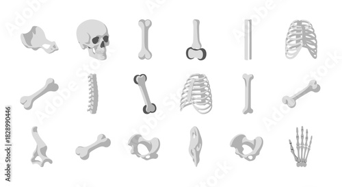 Human Bone Anatomy - Detailed Skeletal System Illustration.