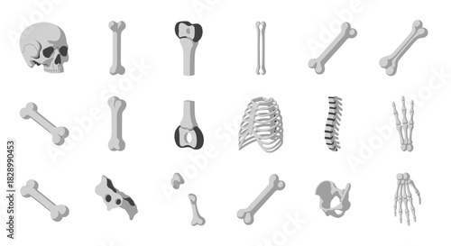 Human Bone Anatomy - Skull, Ribs, Spine, and Limb Bones.