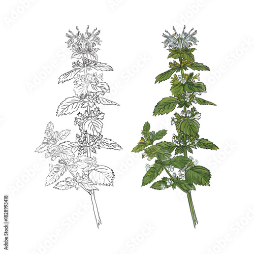 Lemon Balm hand drawing vector illustration