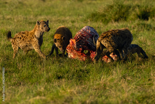 Spotted hyena (Crocuta crocuta), also known as the laughing hyena around a buffalo carcass.