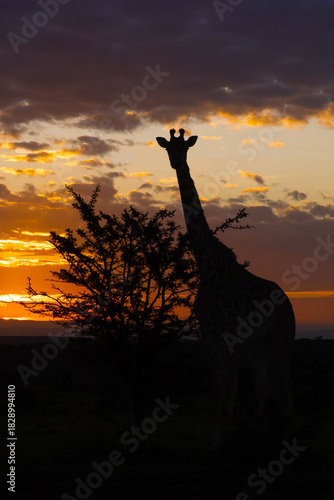A Masai giraffe (Giraffa tippelskirchi), also spelled Maasai giraffe, and sometimes called the Kilimanjaro giraffe, standing at sunrise in the Masai Mara reserve.
