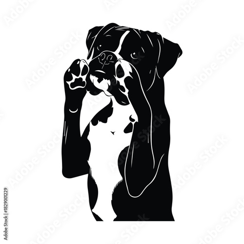 Shy boxer dog peeking playfully, black and white vector illustration artwork Vector, illustration