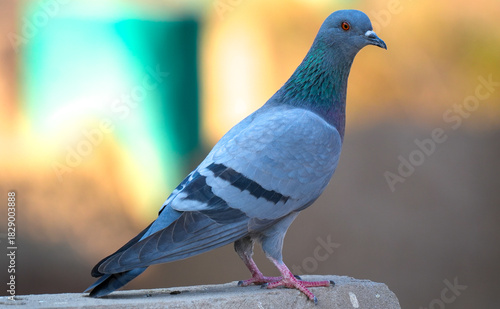 Wild Rock Dove (Columba livia) – Feral Pigeon in Natural Habitat Standing Outdoors in Urban–Nature Environment