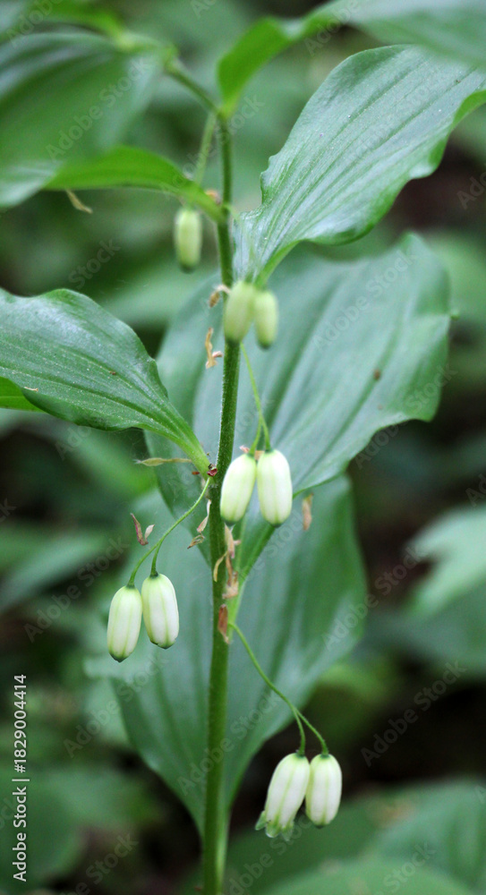 Obraz premium Polygonatum hirtum blooms in the wild