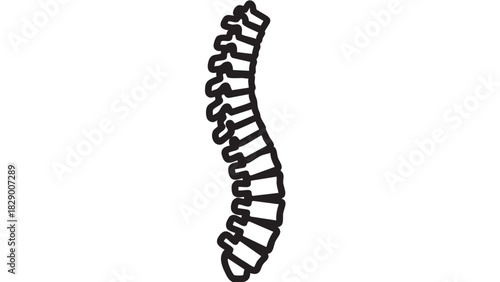 Spine Illustration A Detailed Black and White Depiction of the Human Spinal Column