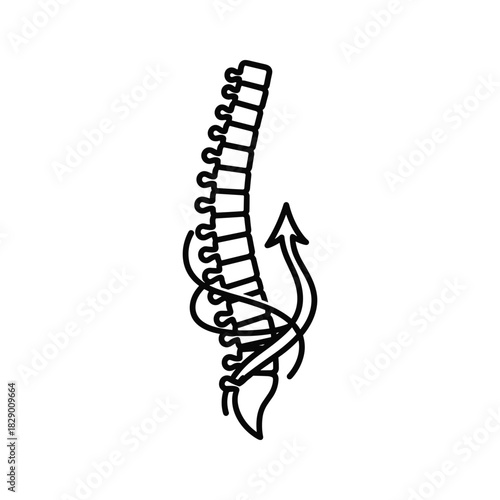 Human spine with an arrow indicating movement or adjustment, isolated on white background