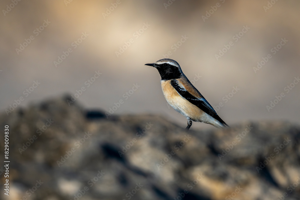 Obraz premium Desert Wheatear, Oenanthe deserti, Barr Al Hikman, Oman