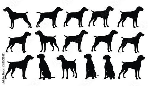 German shorthaired pointer dog silhouettes in various poses for design Vector