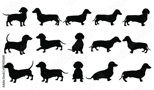 Dachshund dog silhouettes in various poses, vector illustration design Vector