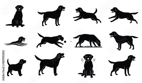Active labrador retriever dog silhouettes: running, swimming, playing. Vector