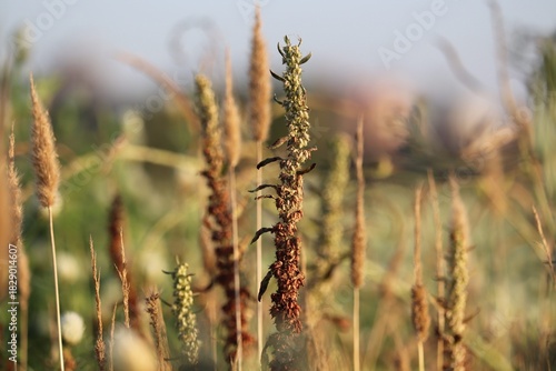field of wheat