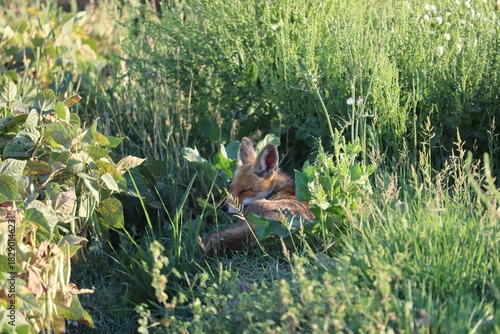 fox in the grass