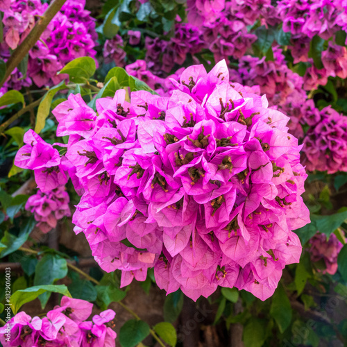 close-up of bright pink bougainvillea blossoms