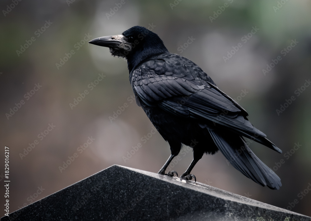 Fototapeta premium raven closeup