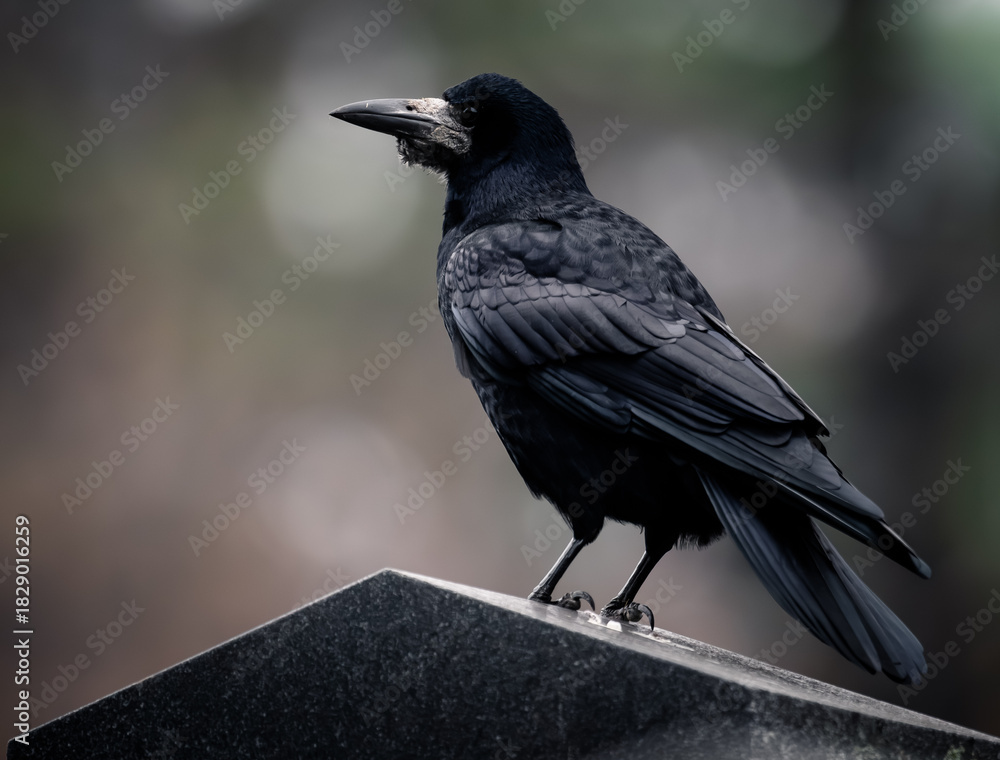 Fototapeta premium raven closeup