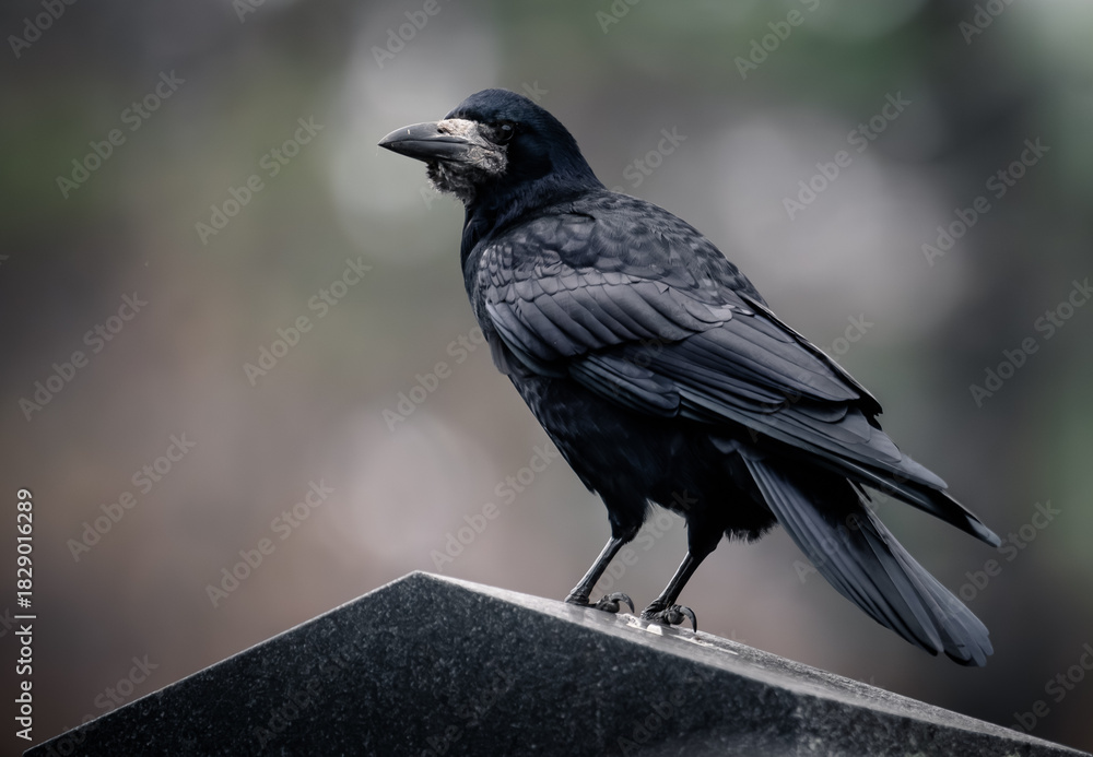 Naklejka premium raven closeup