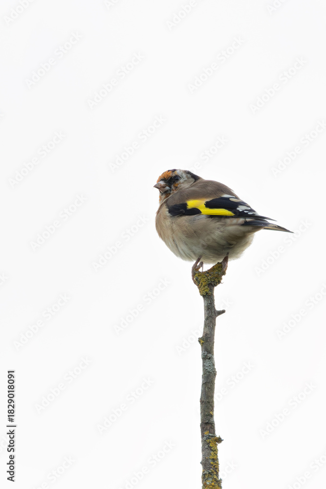 Obraz premium Goldfinch (Carduelis carduelis) widespread in European gardens parks and meadows