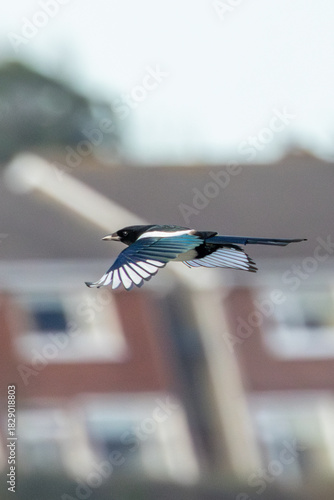 Photography Magpie (Pica pica) widespread in European parks gardens and open countryside