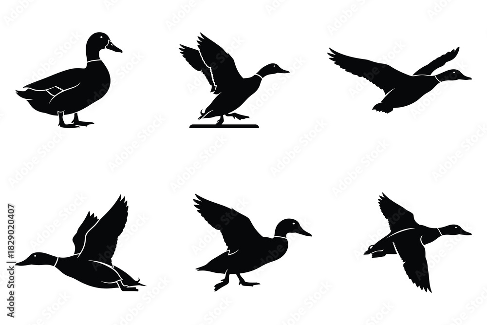 Fototapeta premium Duck Silhouette Vector Set, Flying Duck and Mallard Bird Illustration